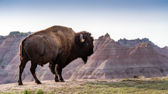 Bison in Badlands National Park