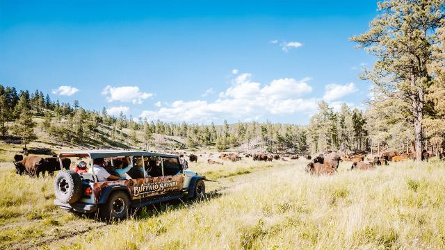 Custer State Park