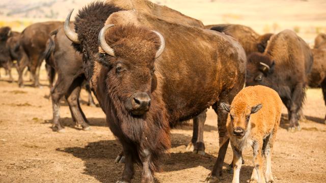 Everything You Need for an Incredible Buffalo Roundup