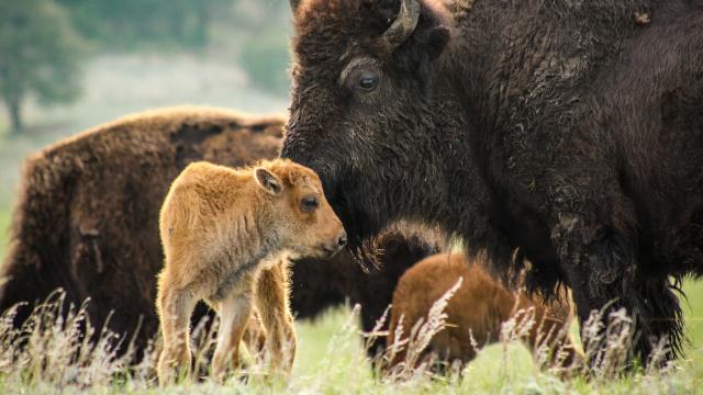 Custer State Park