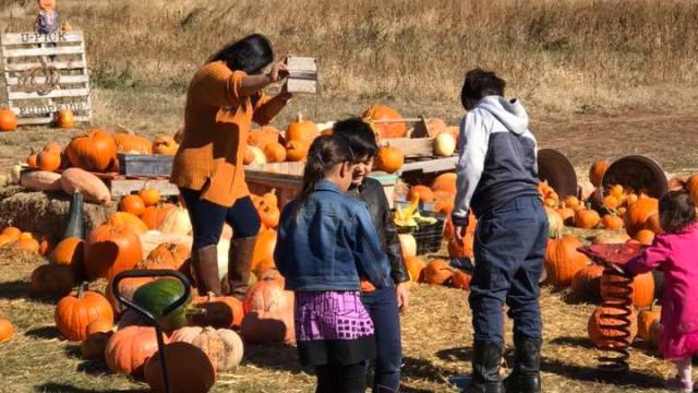 Pumpkin Patch