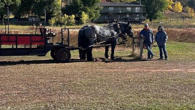 horse carriage