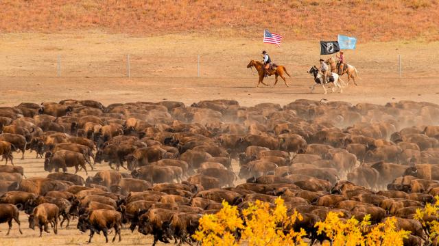 Everything You Need for an Incredible Buffalo Roundup