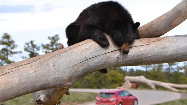 Bear Country USA