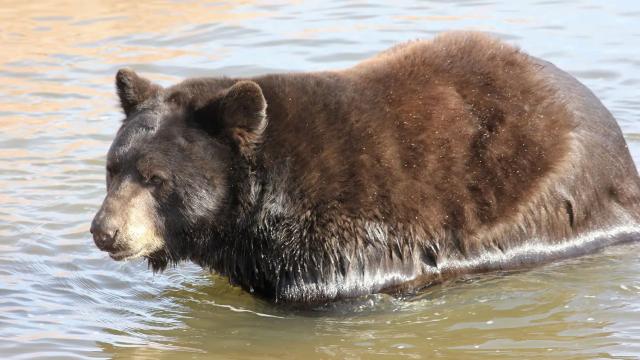 Bear Country USA