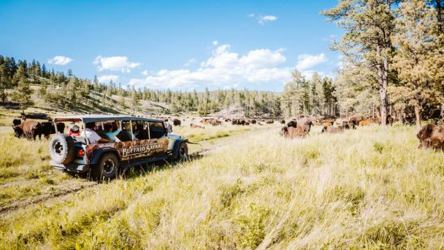 Buffalo Safari