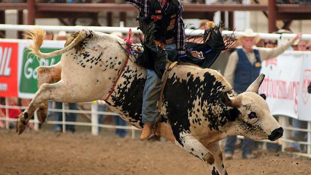 Bull rider