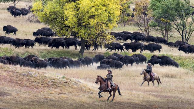 Everything You Need for an Incredible Buffalo Roundup