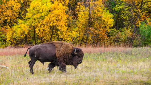 Fall in the Black Hills & Badlands