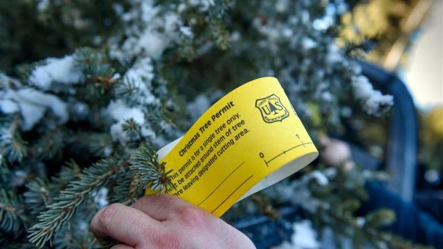 Christmas Tree Permits