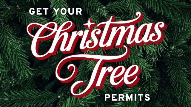 Christmas Tree Permits