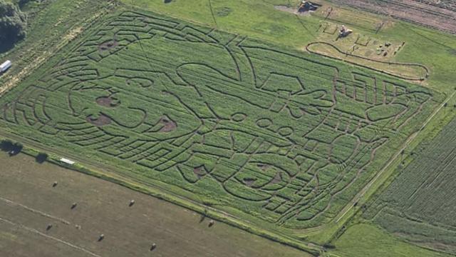 corn maze