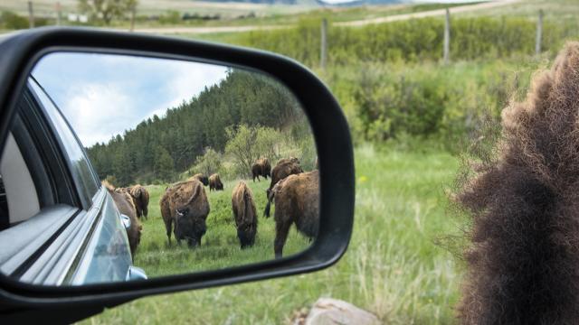 Blue Bell Lodge at Custer State Park