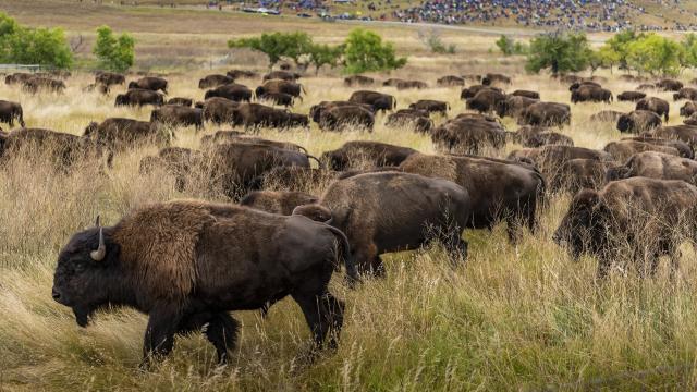 Everything You Need for an Incredible Buffalo Roundup