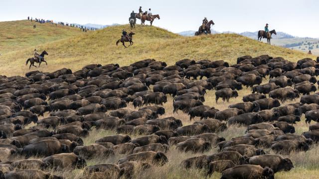 Custer State Park Buffalo Roundup & Arts Festival