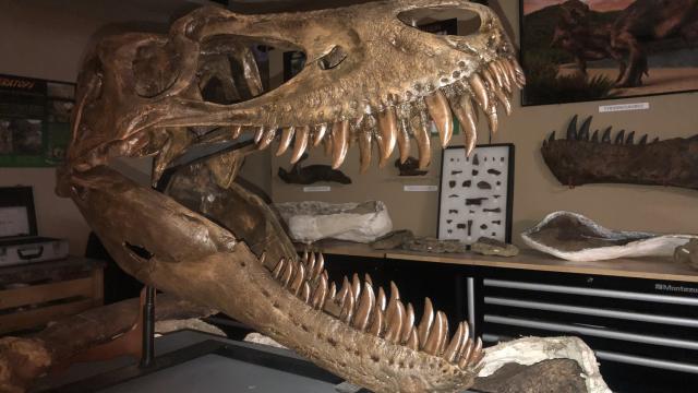 Dinosaurs of the Hell Creek Museum