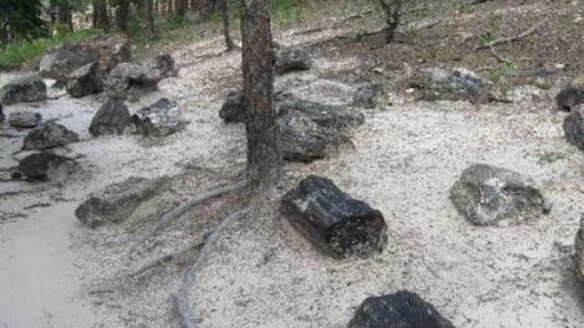 The Petrified Forest