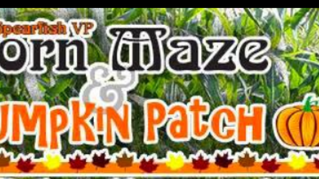 corn maze