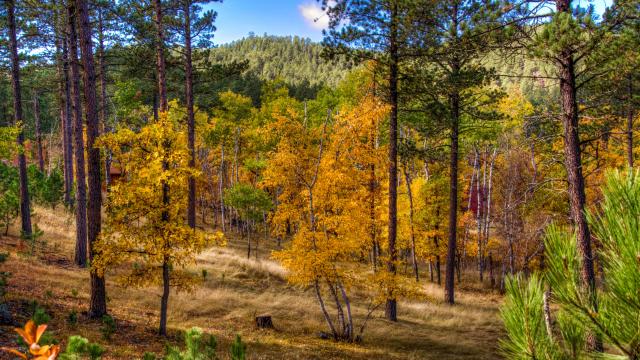 Yak Ridge Cabins & Farmstead