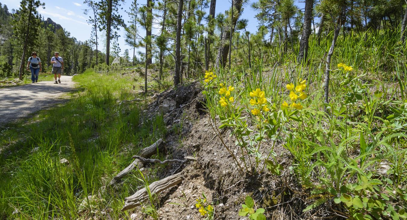 National Trails Day Guided Hikes with Black Hills National Forest ...