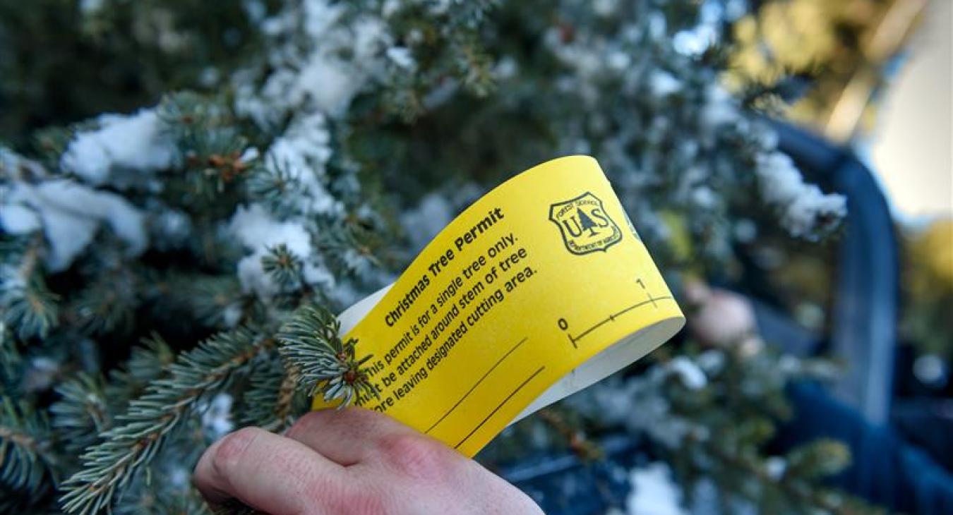 Christmas Tree Permits