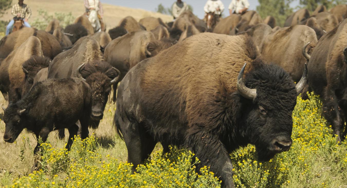 Everything You Need for an Incredible Buffalo Roundup