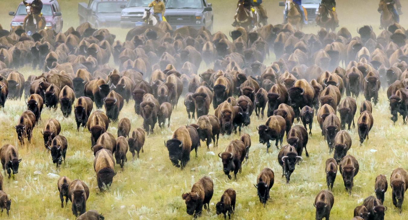 Everything You Need for an Incredible Buffalo Roundup