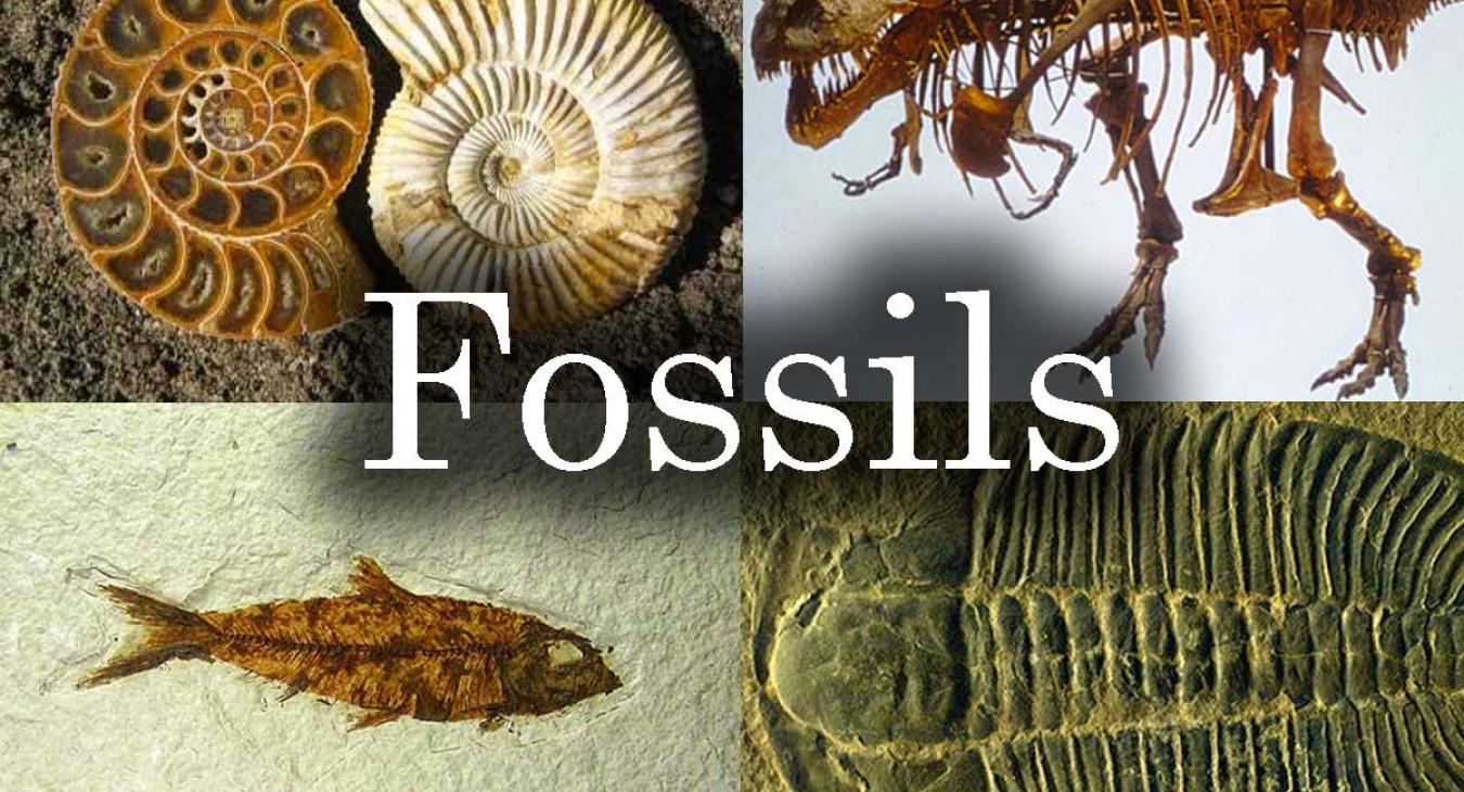 Fossils