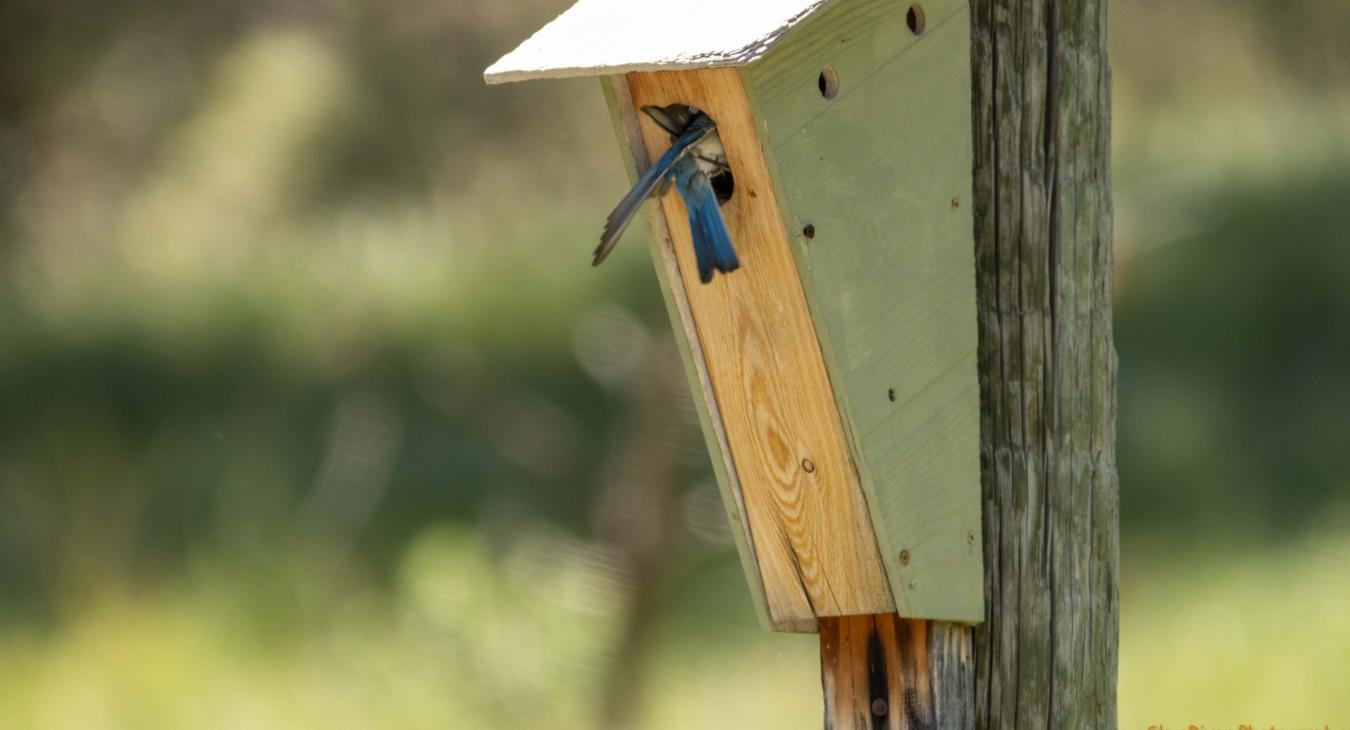 bird house