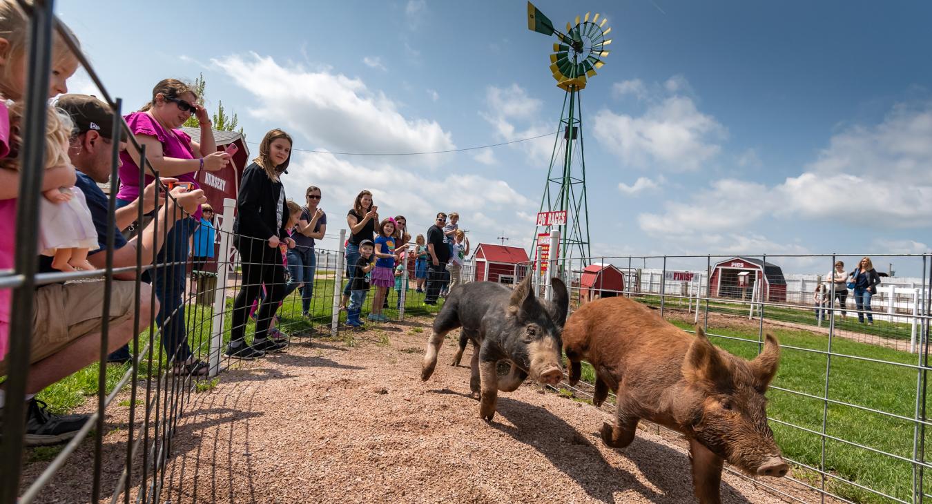 Old MacDonald's Farm