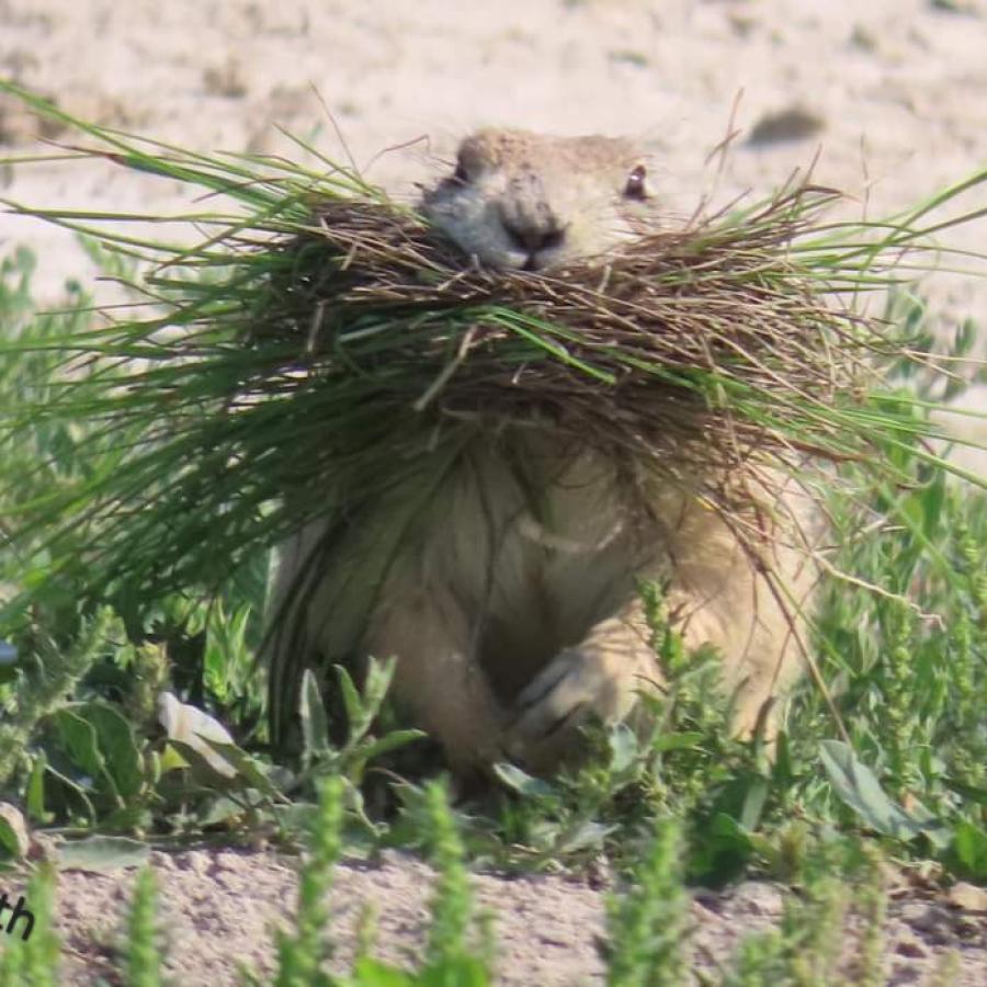 Prairie Dog collecting nesting material 