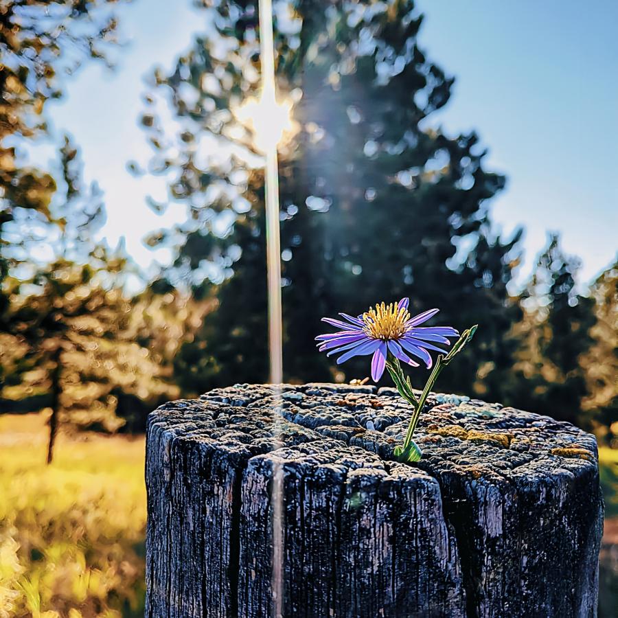 Black Hills Beauty 