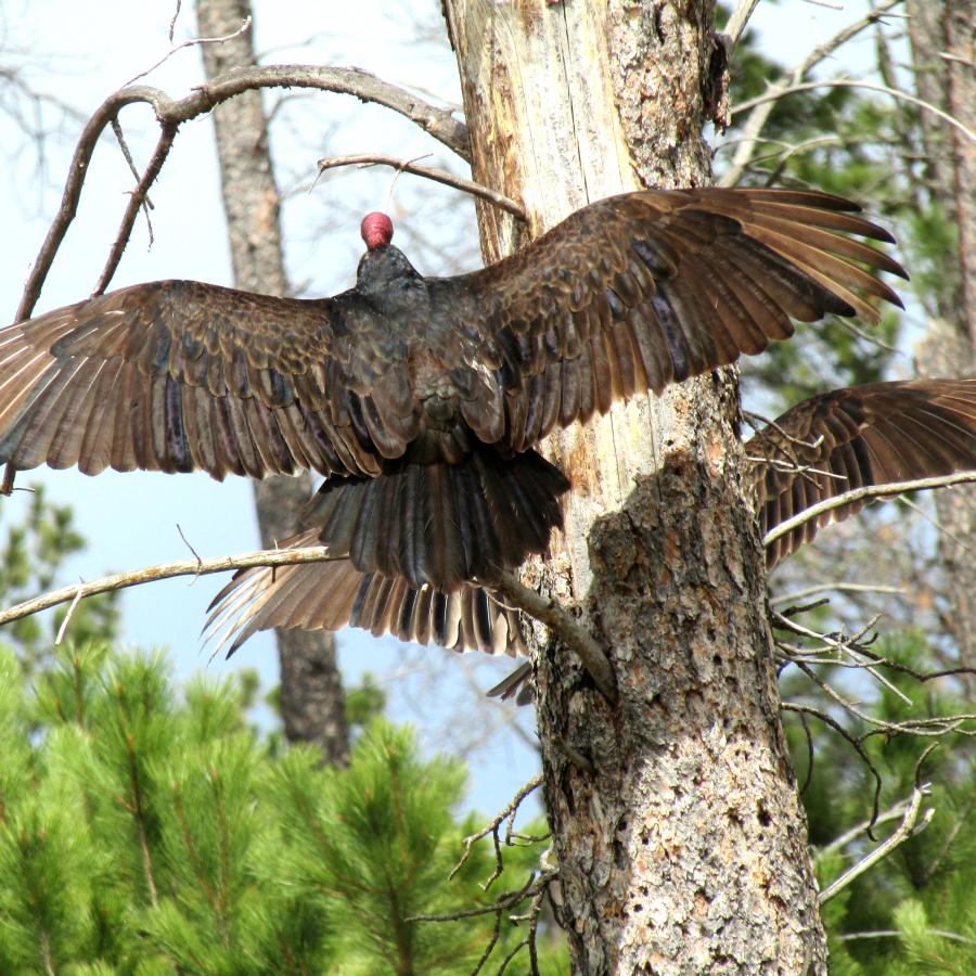 Duo of birds of prey