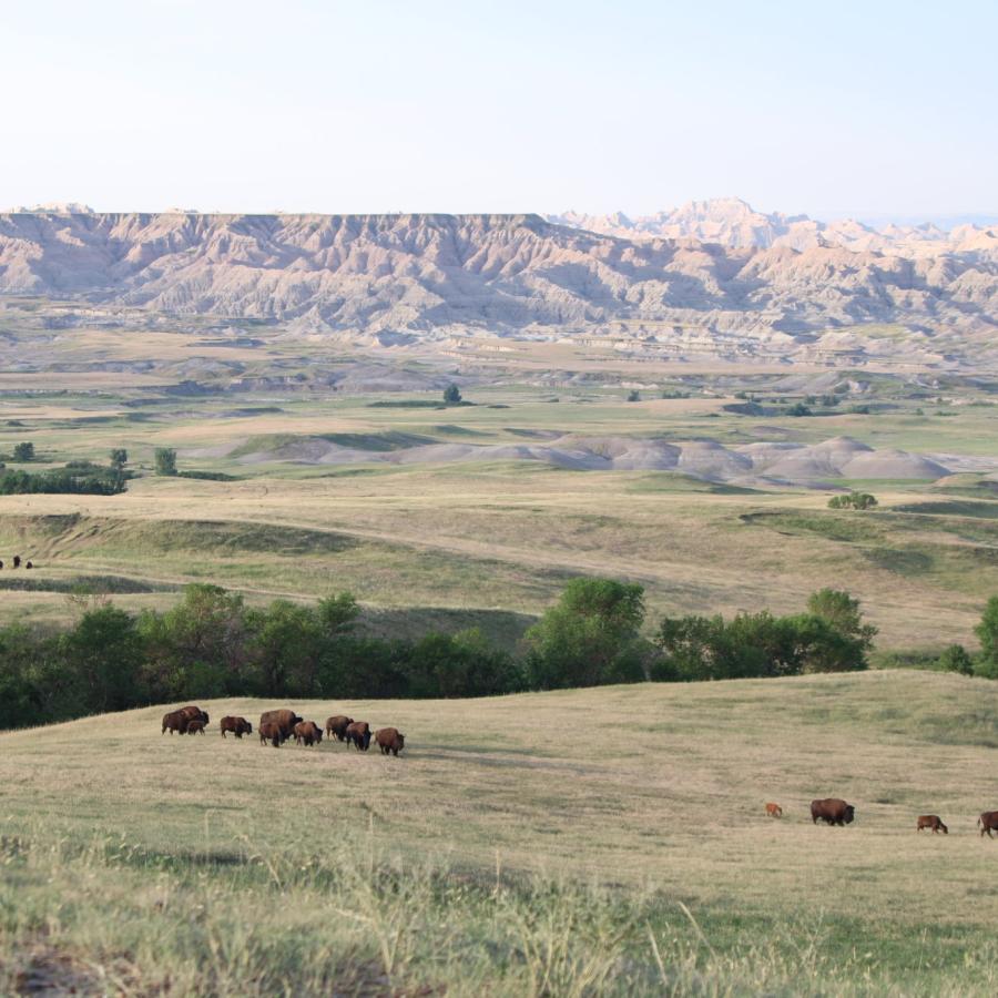 bison migrating to water