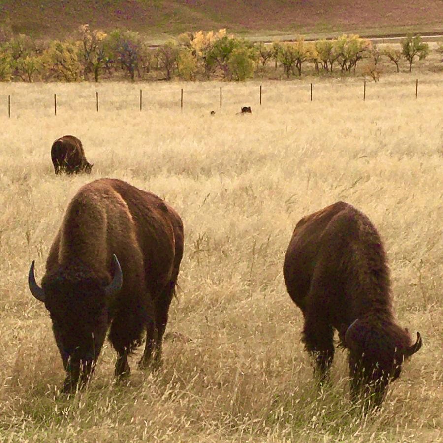 Custer State Park residents