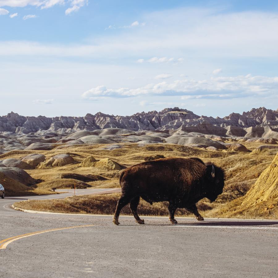 Bison crossing road in Badlands National Park