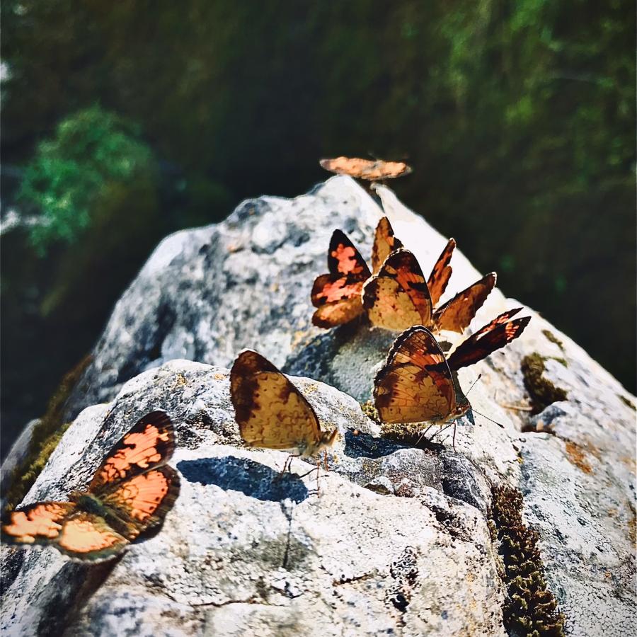 Butterflies gathered on boulder 