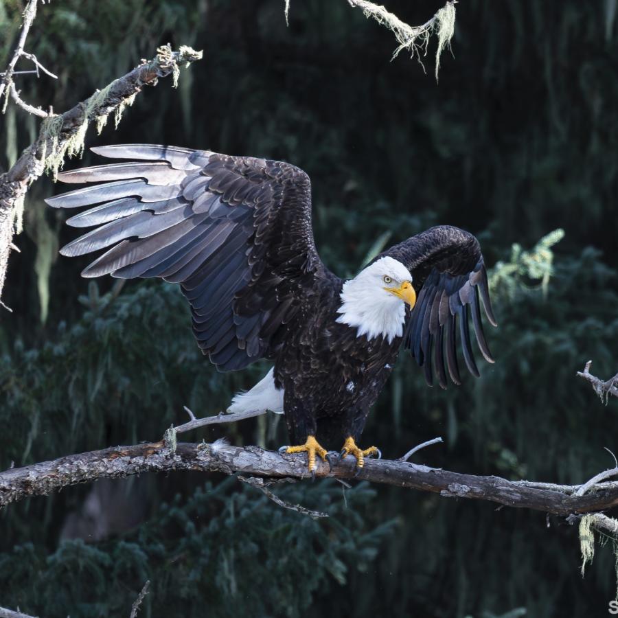 Eagle in Spearfish Canyon 