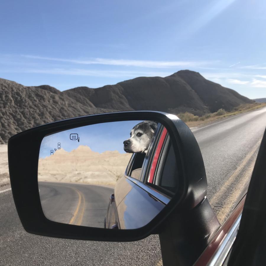 Dog looking out car window at Badlands 