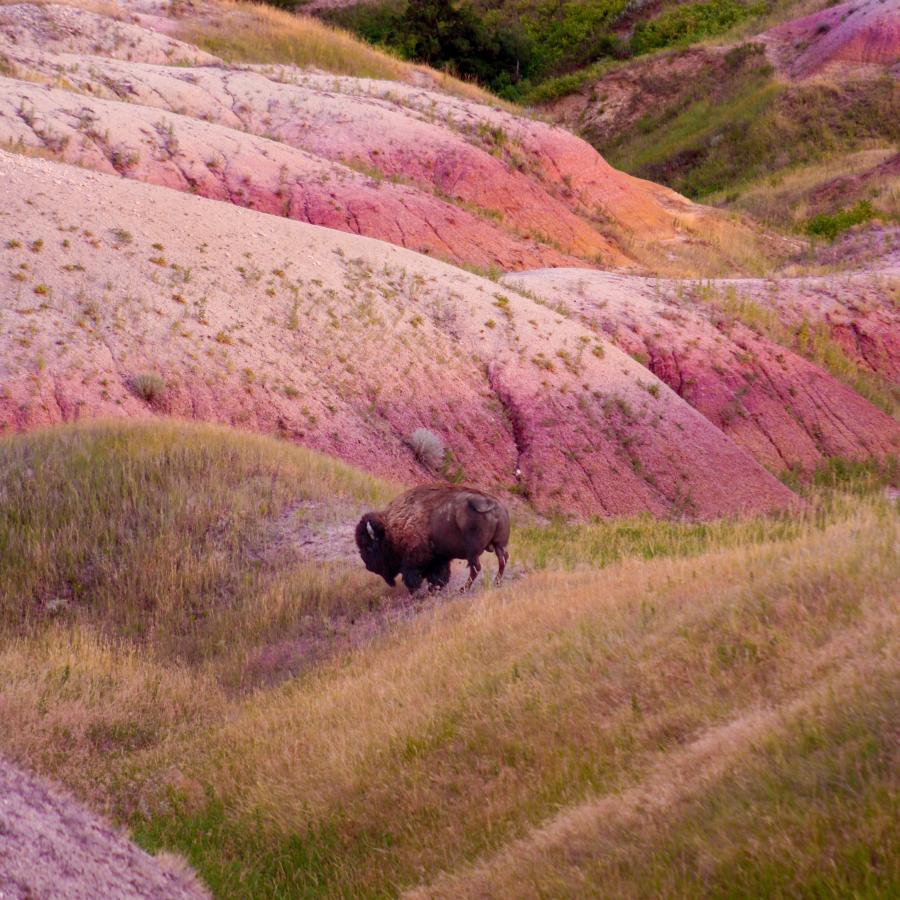 A bison in the red hills of Badlands National Park