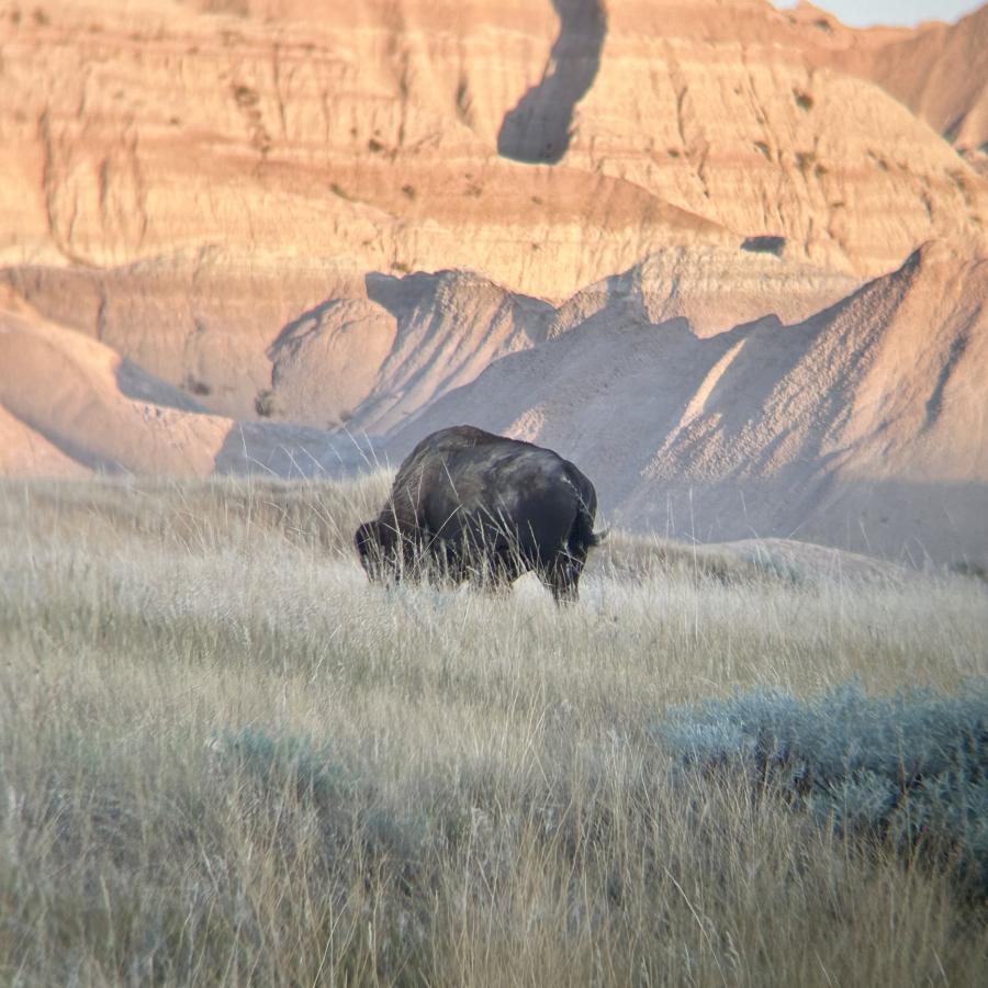 A buffalo enjoying breakfast in the depths of the Badlands 