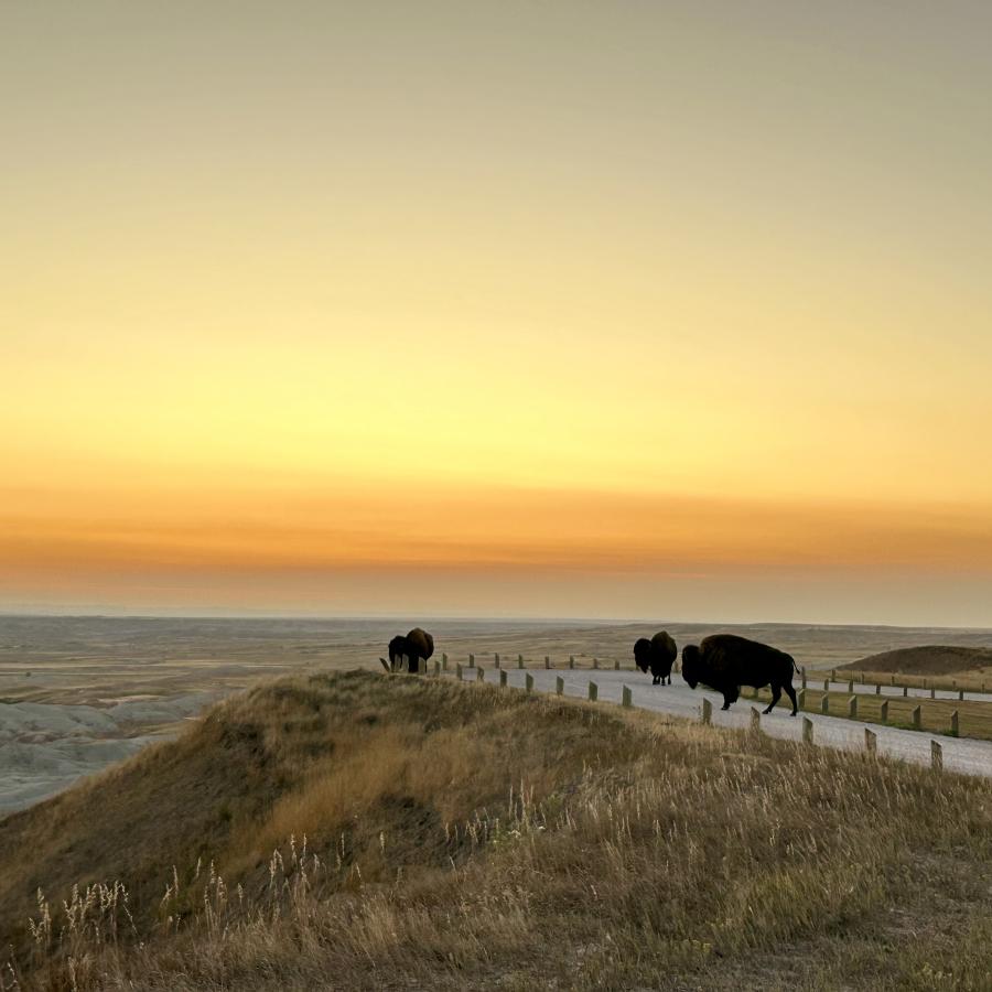 Buffalo enjoying the evening sunset