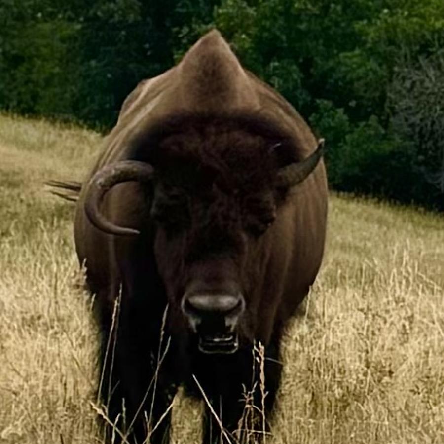 Custer State Park bison oddities 