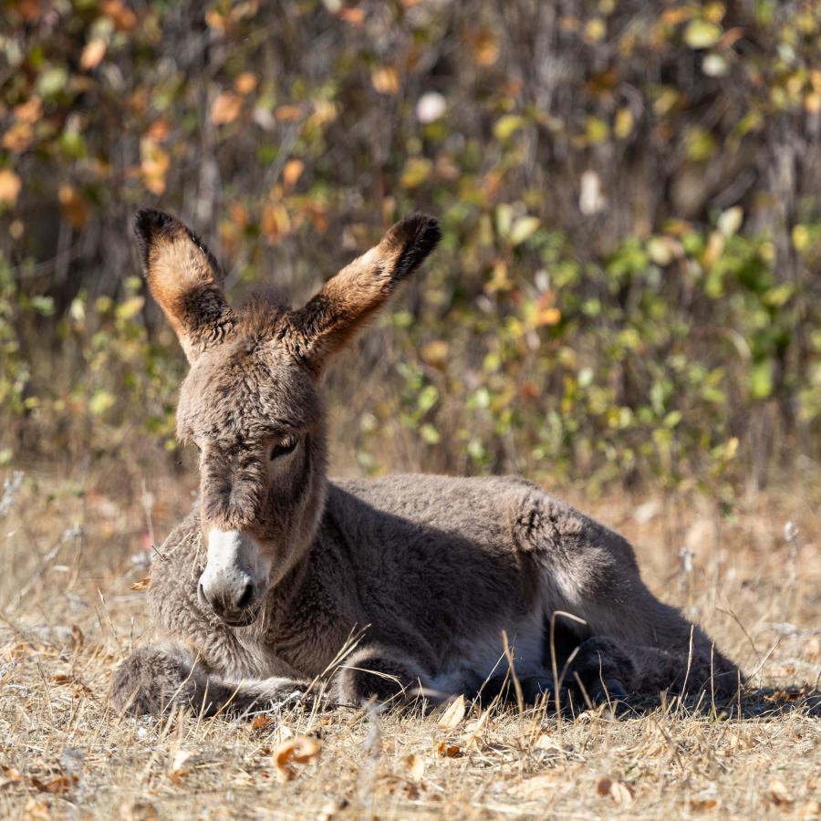 Young burro laying down while soaking up the sun during a warm early October afternoon.