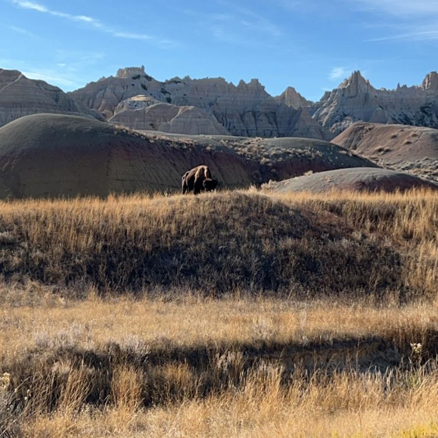 63 degree day brought out the bison 