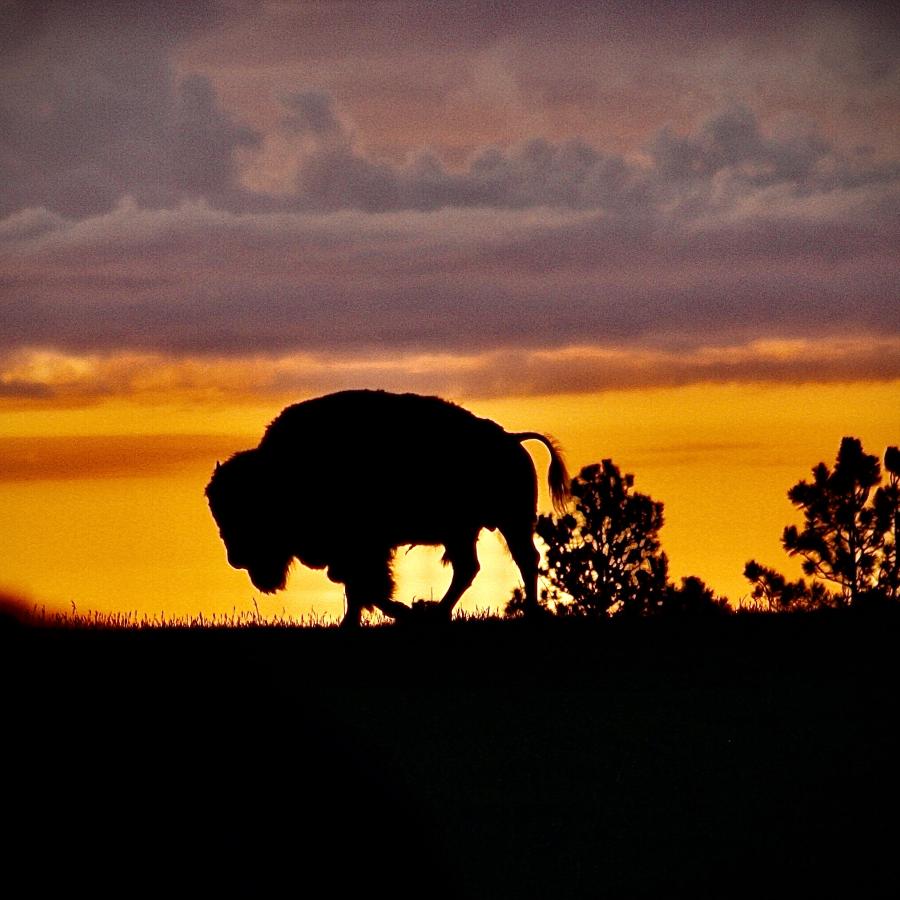 Sunrise in Custer State Park