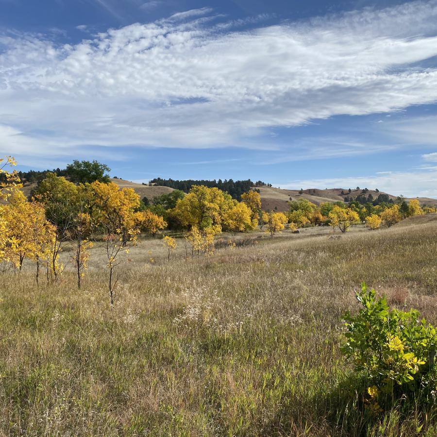 French Creek in Custer State Park