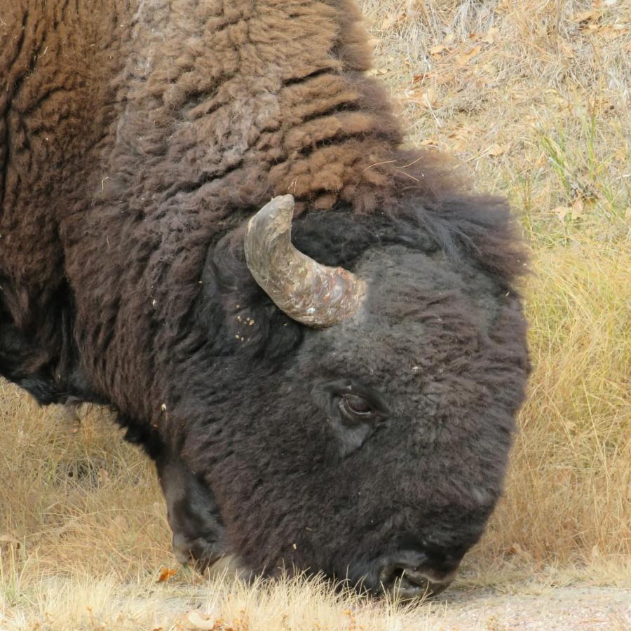 Bison bill grazing