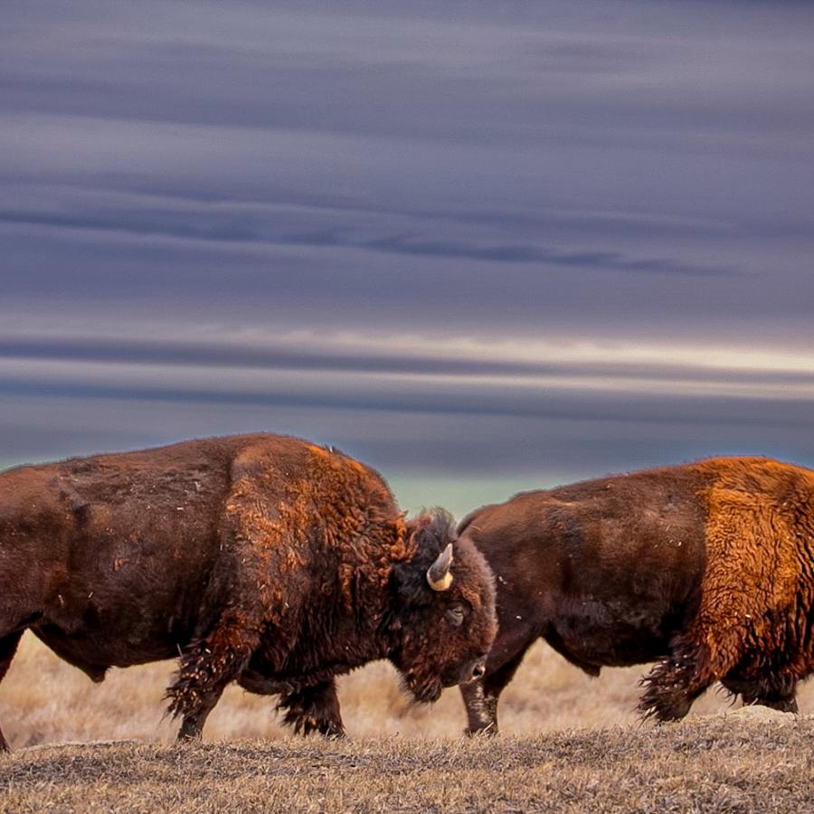  "Amidst the grandeur of the Badlands, two bison traverse  under a dawn sky, painted shades of blue and purple."