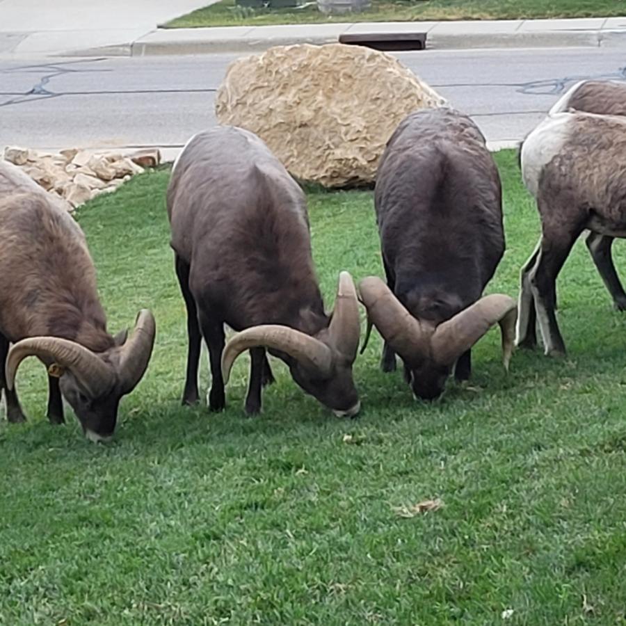 Bighorn Sheep Grazing